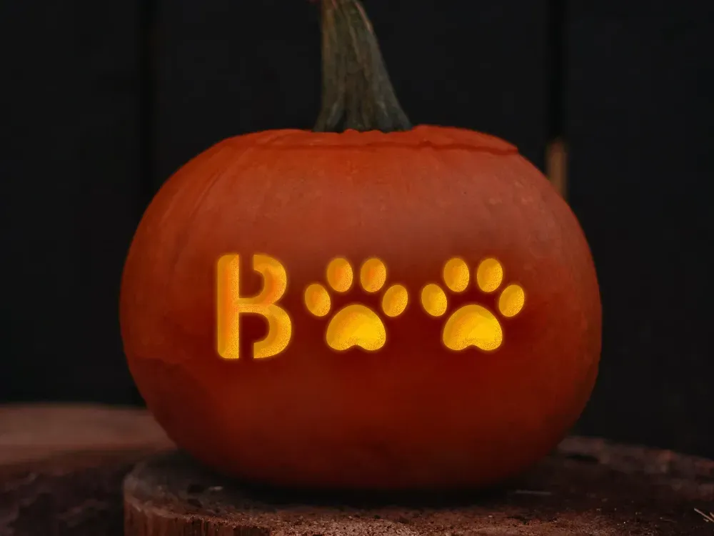 Adorable animal pumpkin carving ideas easy for beginners