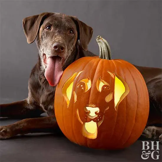 Gathering Your Gear for Easy Dog Pumpkin Carving Ideas