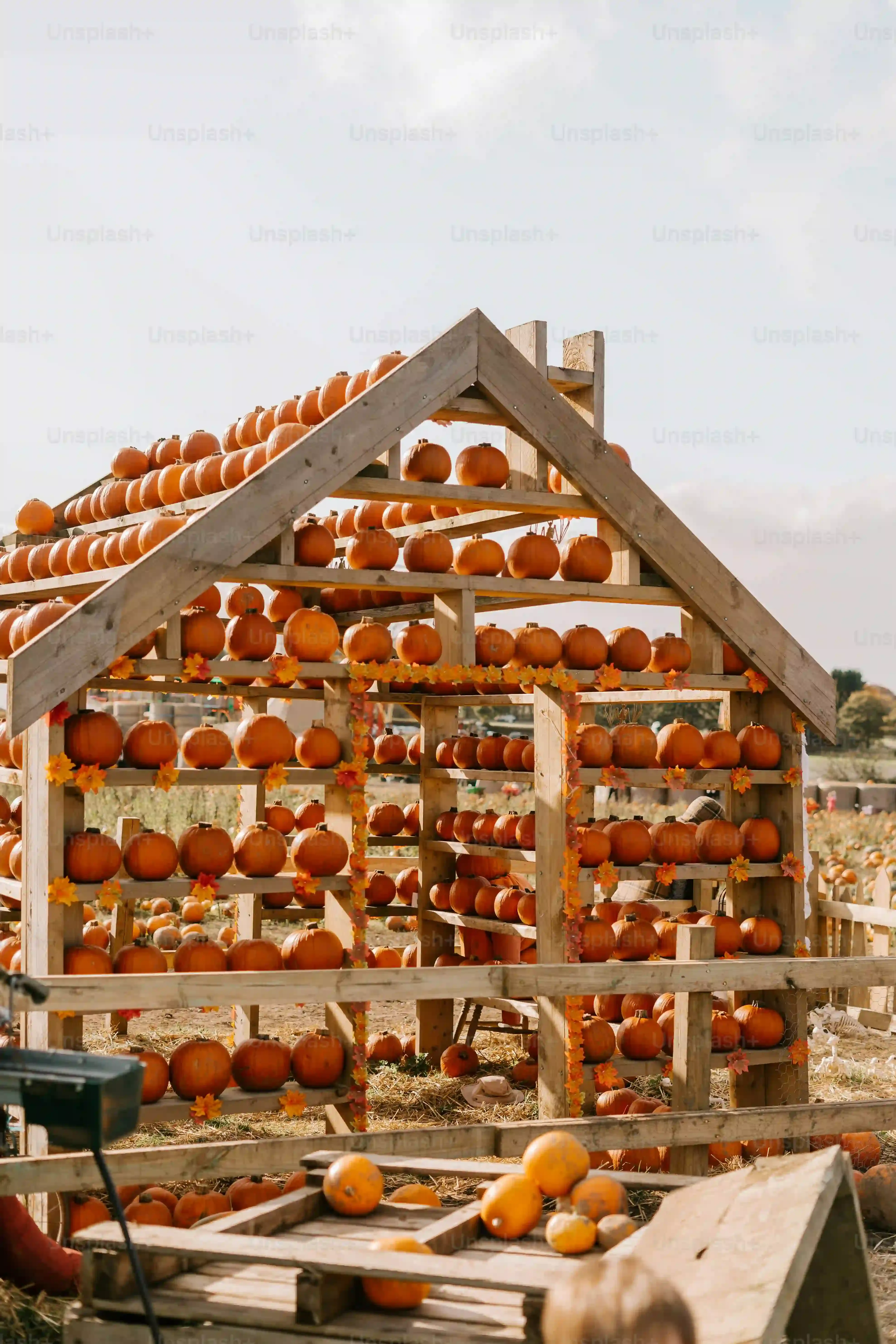 Pro Bowl Designs: Advanced NFL Team Pumpkin Carving Ideas