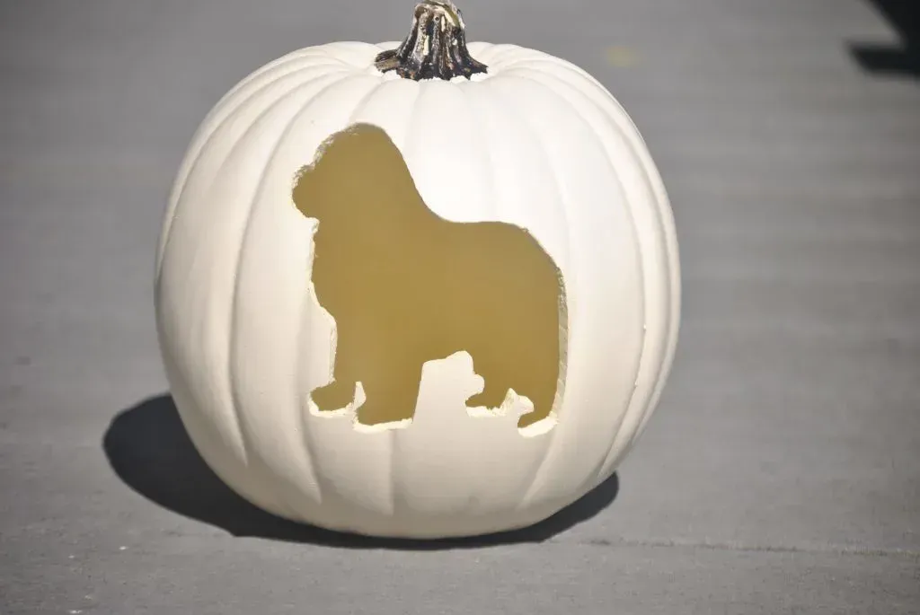Showcasing Your Creation: Displaying Easy Dog Pumpkins Safely